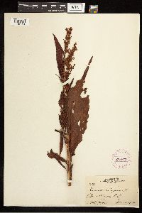 Rumex crispus image