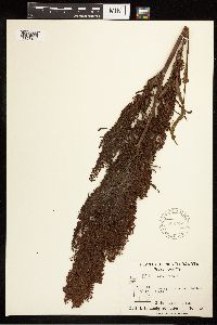 Rumex crispus image