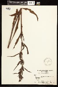 Rumex crispus image