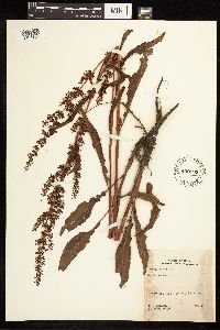 Rumex crispus image