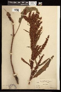Rumex crispus image
