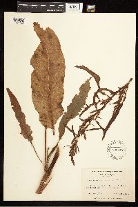 Rumex crispus image