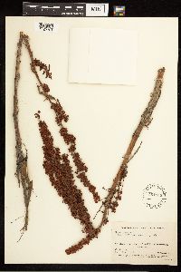 Rumex crispus image