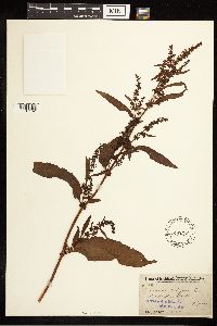 Rumex crispus image