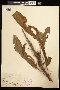 Rumex crispus image