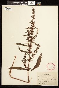 Rumex crispus image