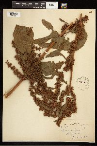 Rumex crispus image