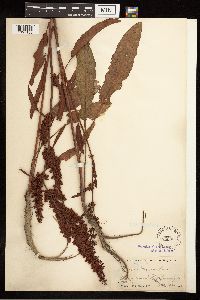 Rumex crispus image