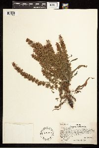 Rumex crispus image