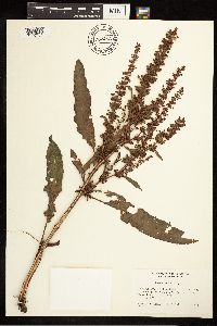 Rumex crispus image