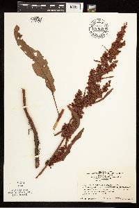 Rumex crispus image