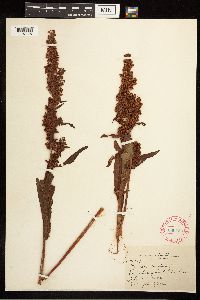Rumex crispus image