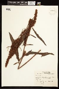 Rumex crispus image