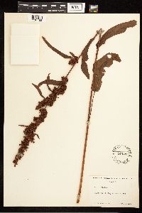 Rumex crispus image