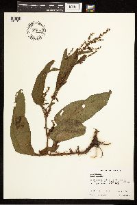 Rumex crispus image
