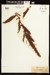 Rumex crispus image