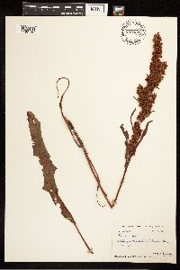 Rumex crispus image