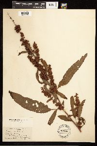 Rumex crispus image