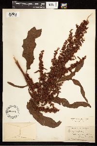 Rumex crispus image