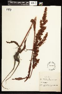 Rumex crispus image