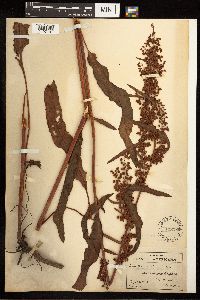 Rumex crispus image