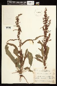 Rumex crispus image