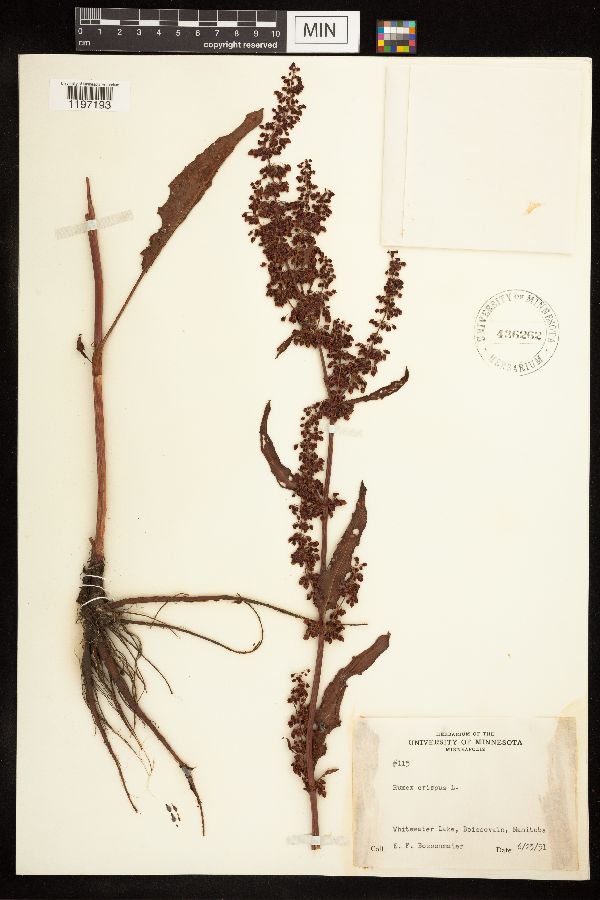Rumex crispus image