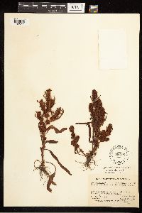 Rumex fueginus image