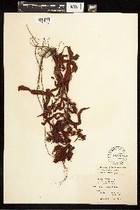 Rumex fueginus image