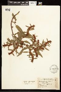 Rumex fueginus image