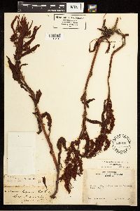 Rumex fueginus image