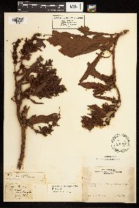 Rumex fueginus image