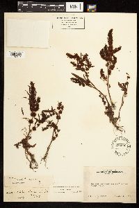 Rumex fueginus image