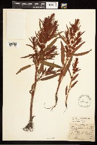 Rumex fueginus image