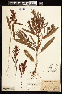 Rumex fueginus image