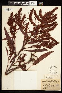 Rumex fueginus image