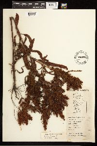 Rumex fueginus image