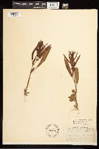 Rumex fueginus image