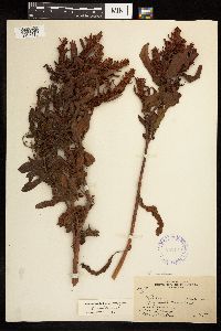 Rumex fueginus image