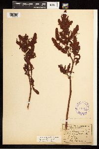 Rumex fueginus image