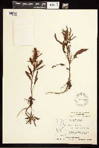 Rumex fueginus image
