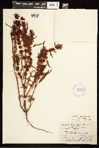Rumex fueginus image