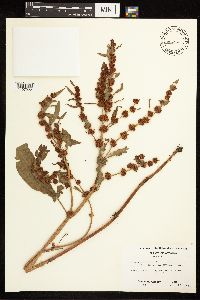 Rumex fueginus image