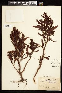 Rumex fueginus image