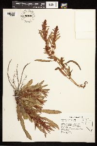 Rumex fueginus image