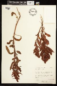 Rumex fueginus image