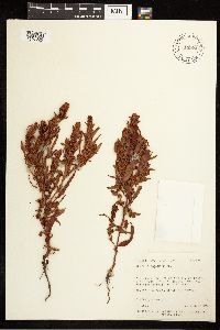 Rumex fueginus image