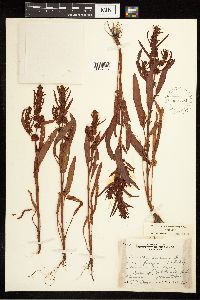 Rumex fueginus image