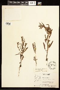 Rumex fueginus image
