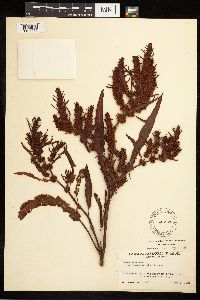Rumex fueginus image